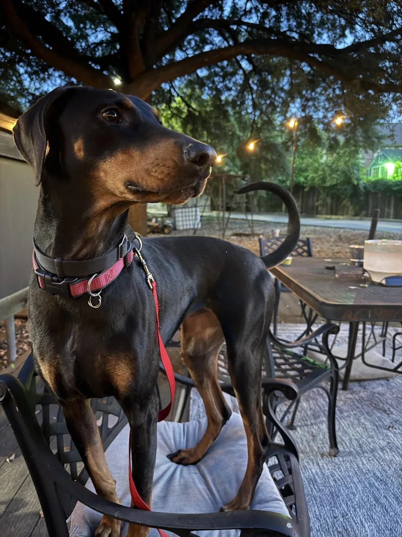 An adult large-sized female Bicolor Doberman Pinscher dog named Ophelia for adoption in Wills Point, TX