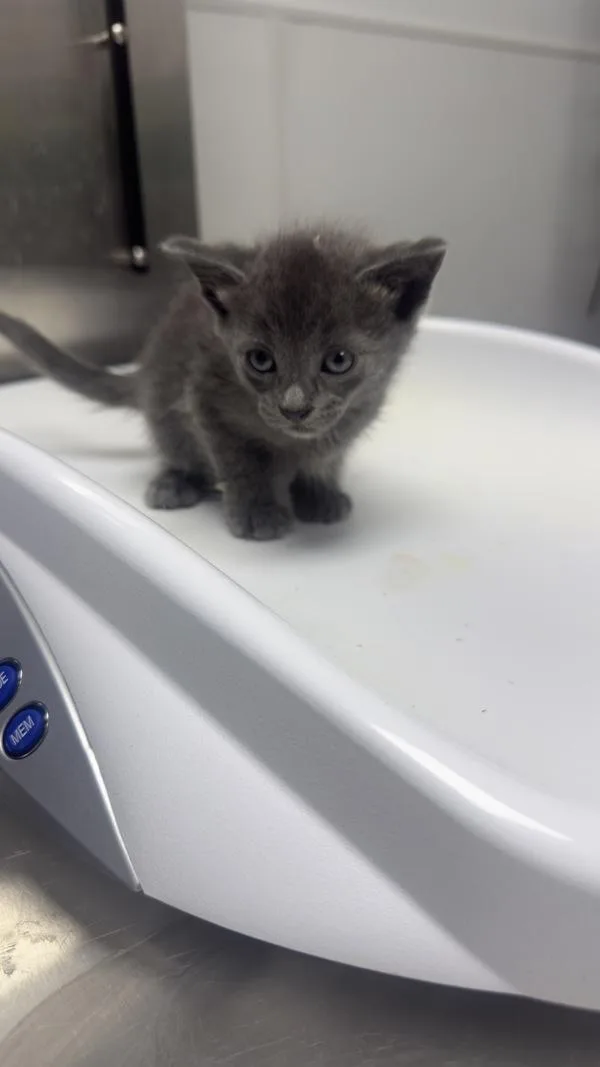 A baby small-sized female Domestic Short Hair cat named Ethel for adoption in Lawrenceville, GA