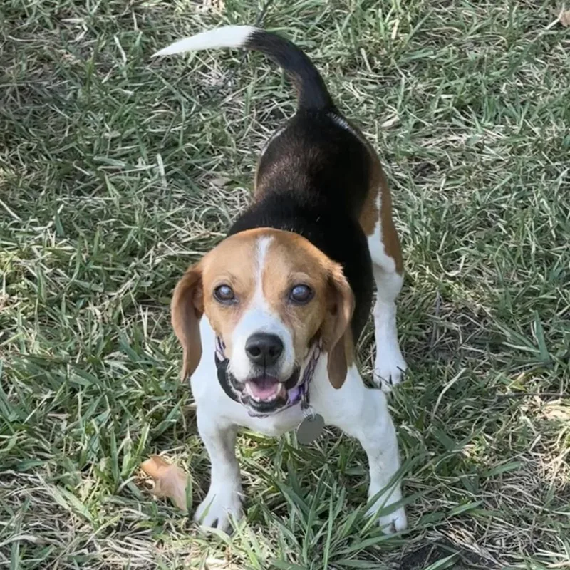 Skye