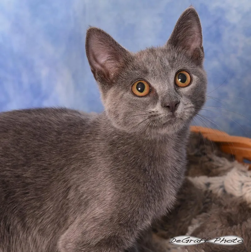 A baby medium-sized male Gray / Blue / Silver Domestic Short Hair cat named Rascal for adoption in Pittsboro, NC