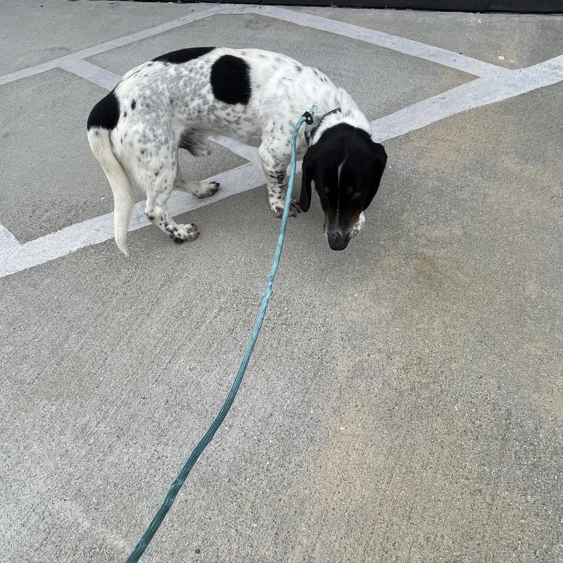 A young medium-sized male White / Cream Basset Hound dog named Deuce Costa Mesa for adoption in Chino Hills, CA