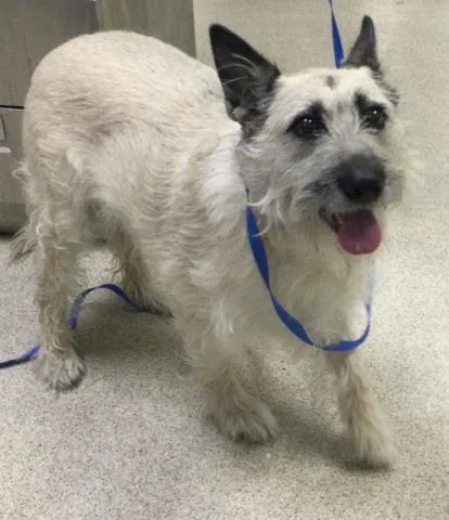 A young medium-sized female Border Terrier dog named Luna Bear for adoption in Riverside, CA