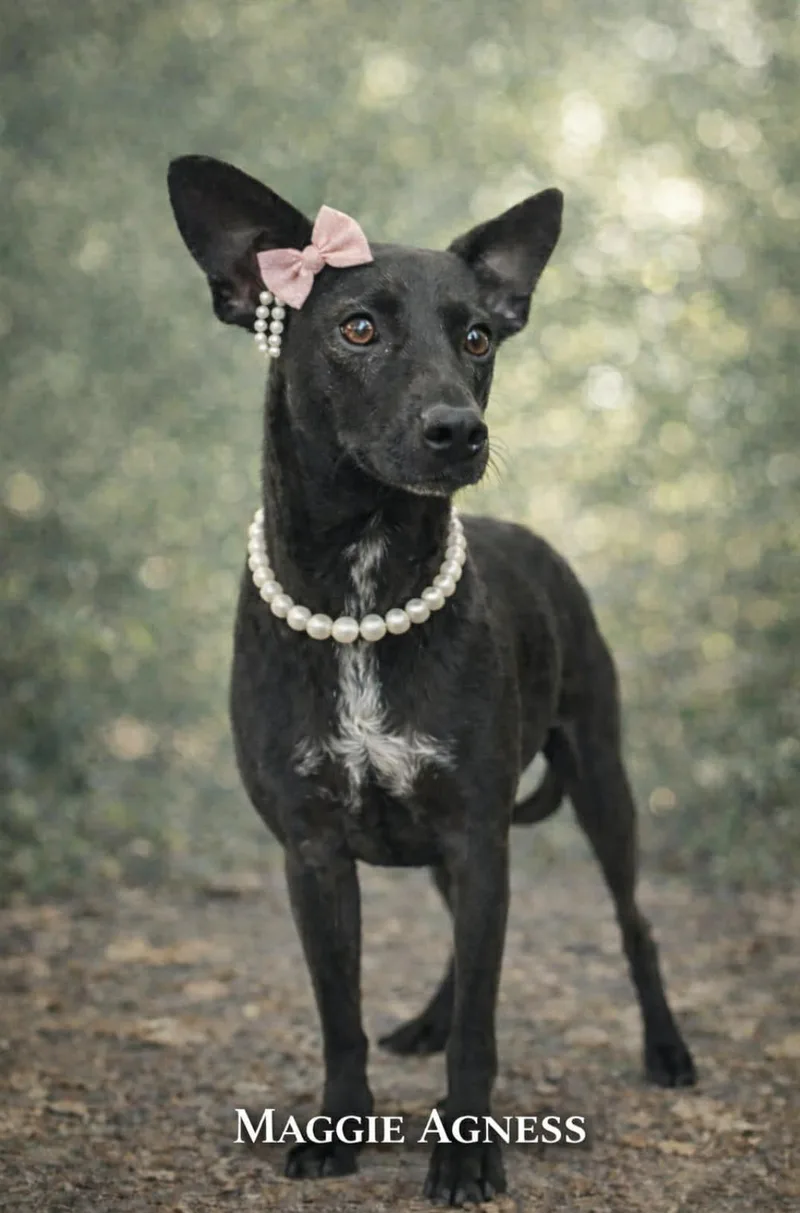 Maggie Agnes thumbnail 2