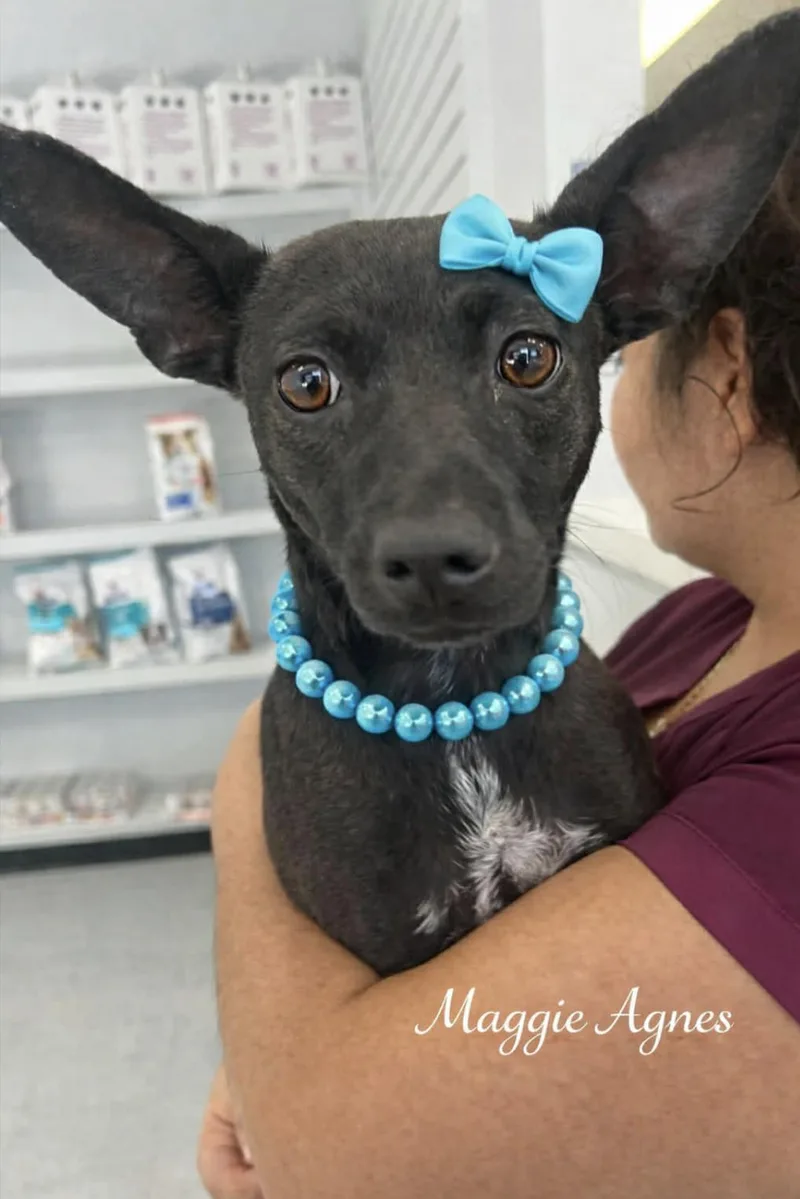 Maggie Agnes thumbnail 3