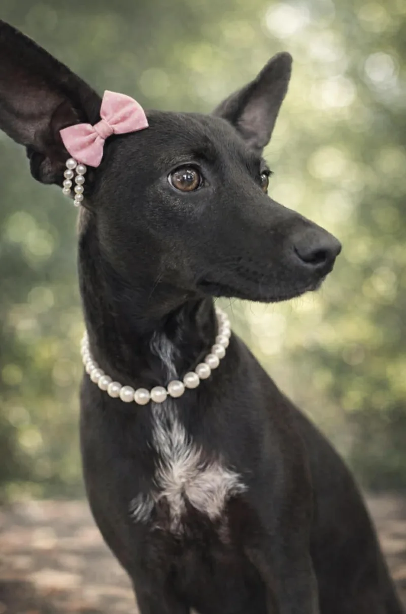 Maggie Agnes thumbnail 5