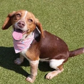 An adult small-sized female Mixed Breed dog named Lexi for adoption in Athens, GA