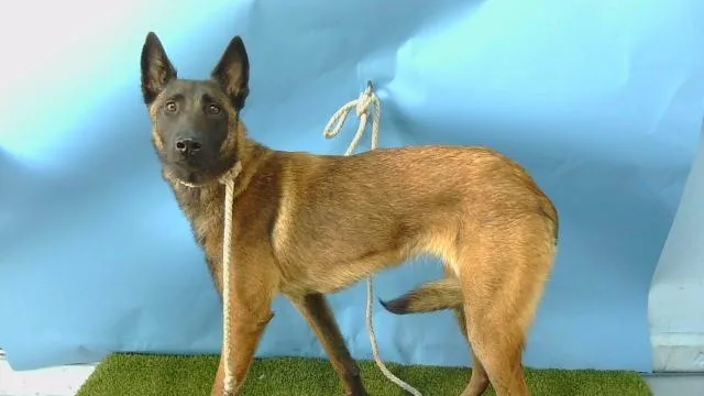 A young small-sized female Belgian Shepherd / Malinois dog named A for adoption in Gardena, CA