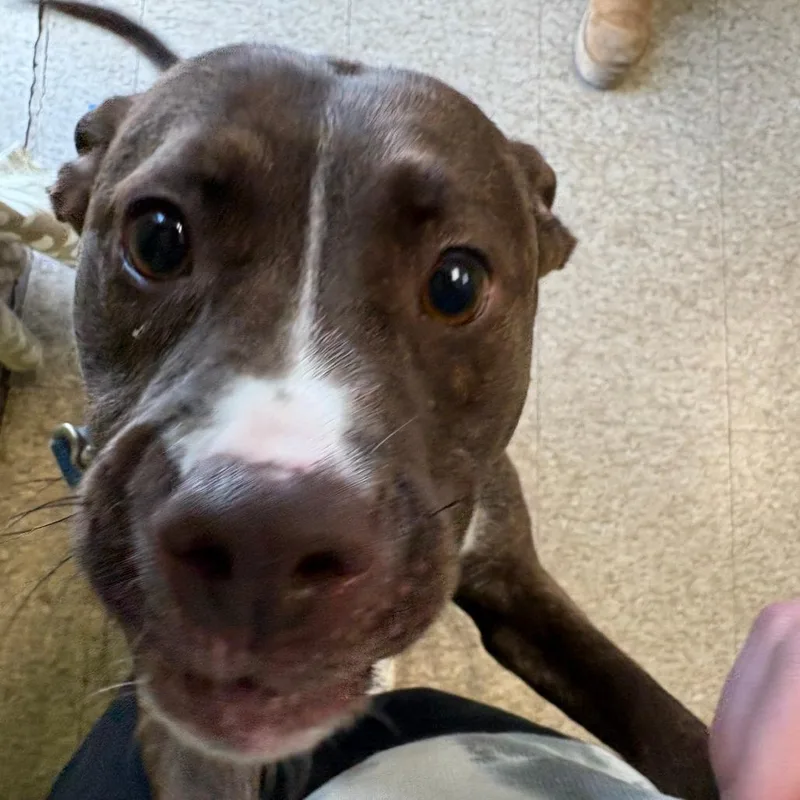 Snickers thumbnail 3