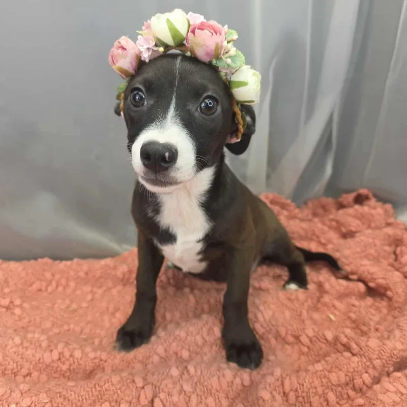 A baby small-sized female Black Chihuahua dog named Lola for adoption in Foley, AL