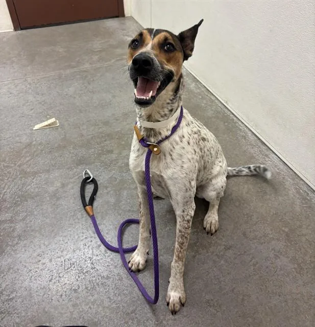 A young large-sized female Australian Cattle Dog / Blue Heeler dog named Sophia for adoption in Mesa, AZ
