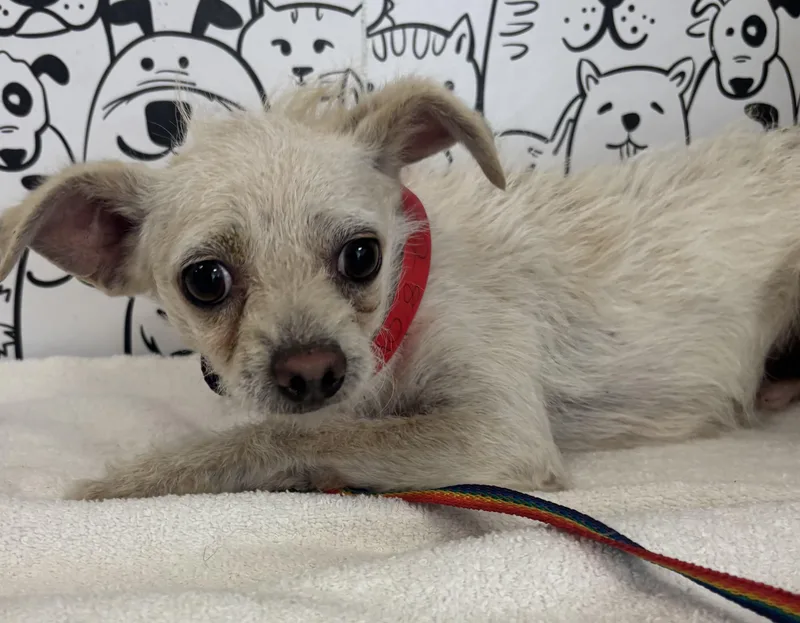 A young small-sized female Mixed Breed dog named Ses for adoption in San Pedro, CA