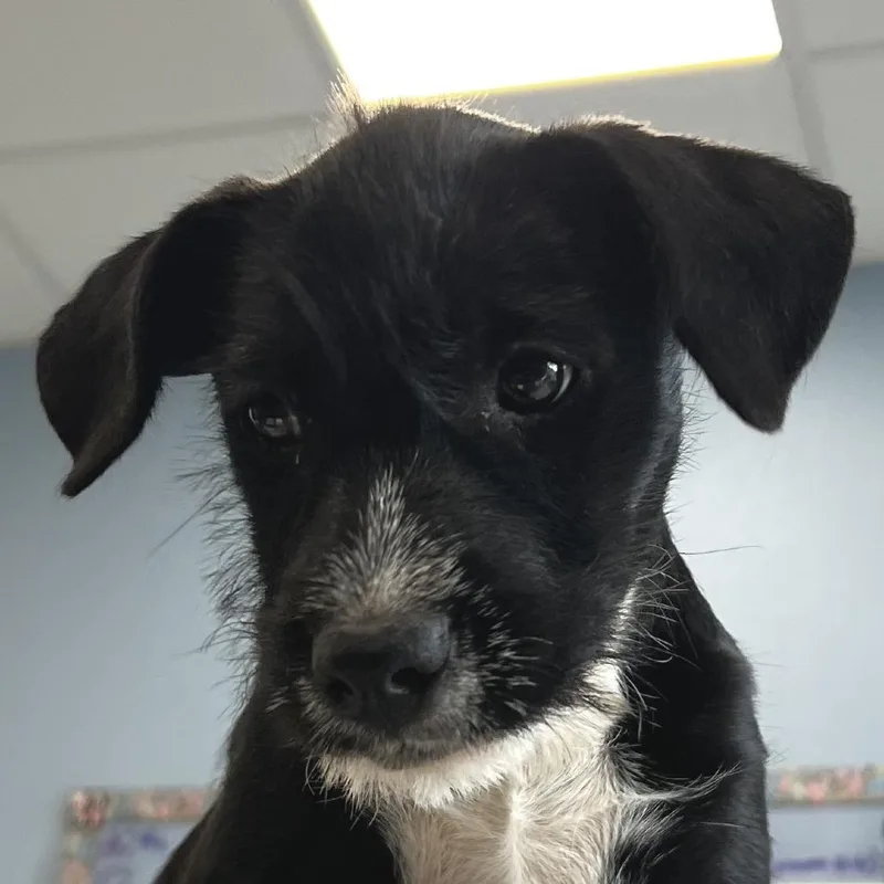 A baby small-sized female Black Mixed Breed dog named Chyna for adoption in Las Cruces, NM
