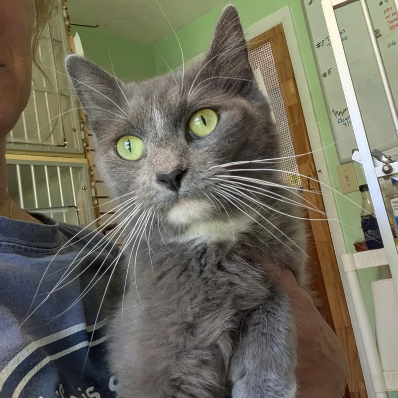 An adult medium-sized female Gray & White Domestic Medium Hair cat named Krispy Kreme aka K.K. for adoption in Shippenville, PA