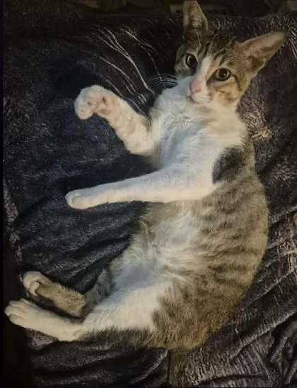 An adult medium-sized male Tabby (Brown / Chocolate) Domestic Short Hair cat named Cat Daddy for adoption in Warr Acres, OK