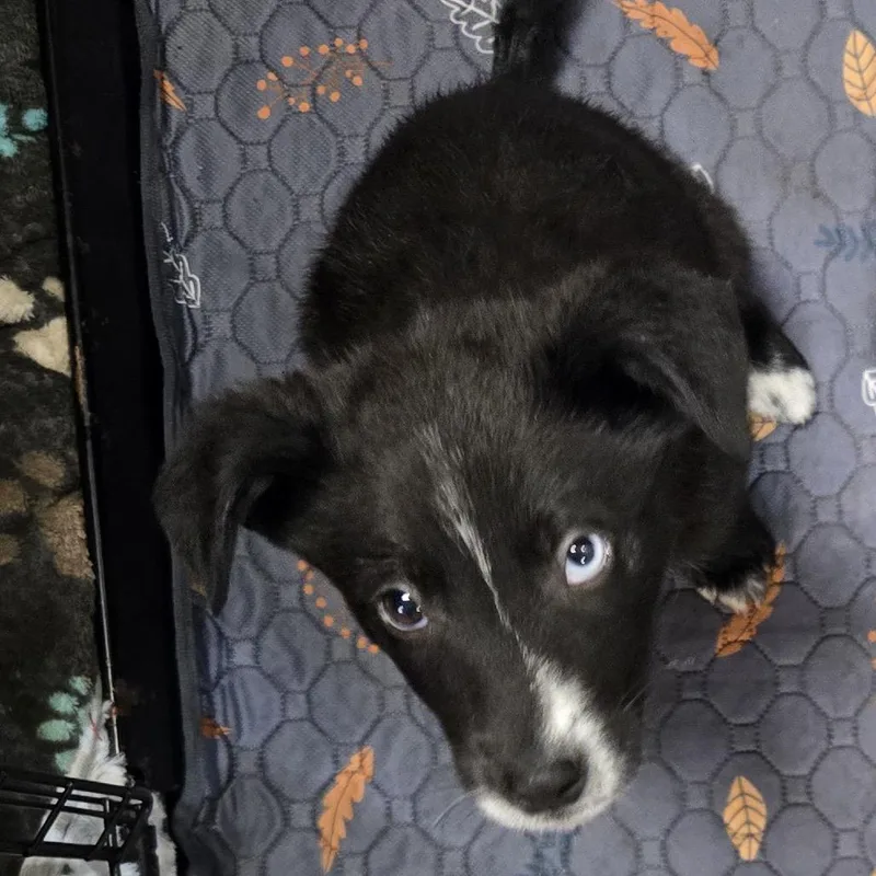 A baby small-sized male Black Mixed Breed dog named Yinz for adoption in Buffalo, MN