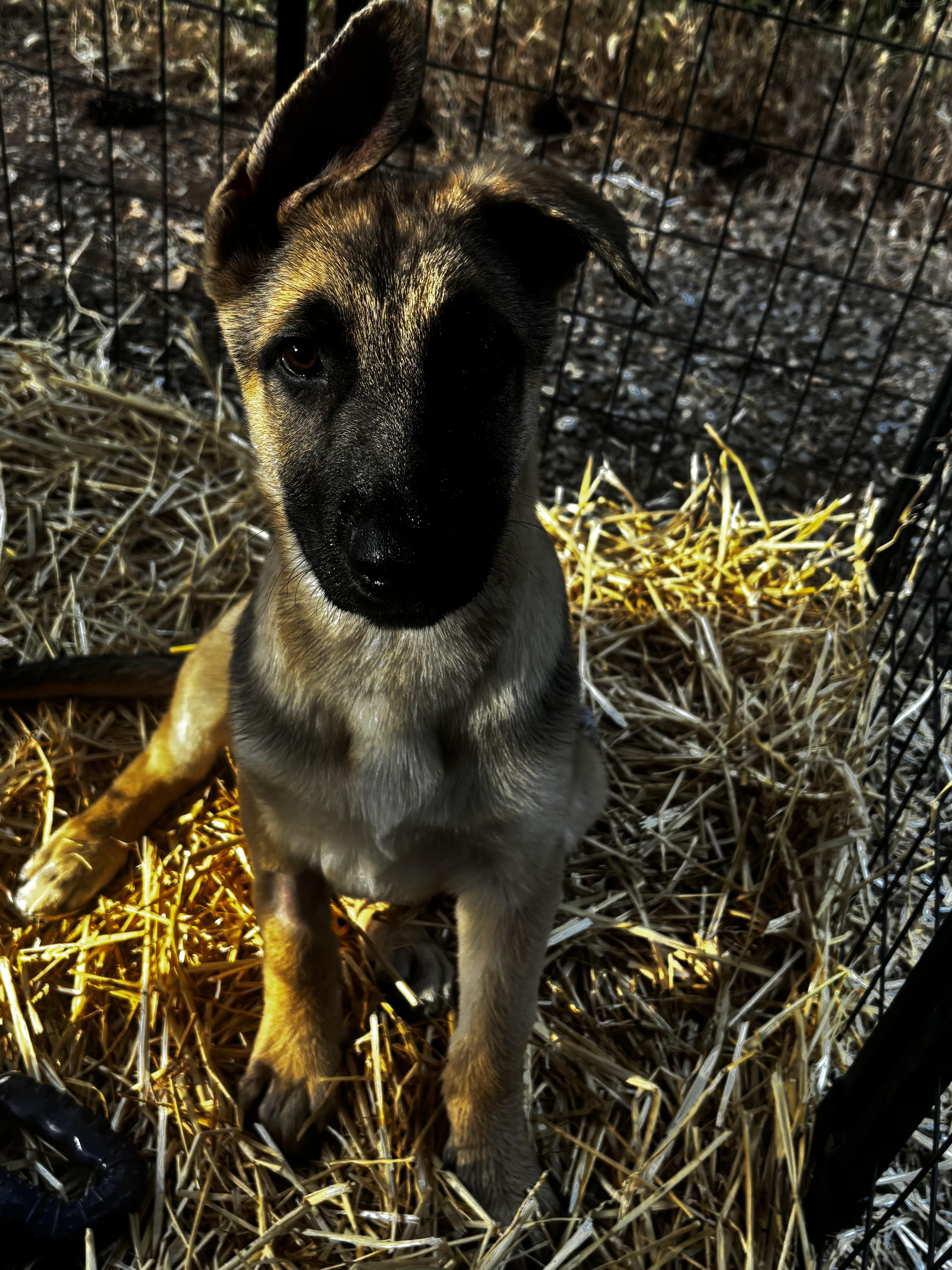 A baby medium-sized male German Shepherd Dog dog named Jack for adoption in Rio Linda, CA