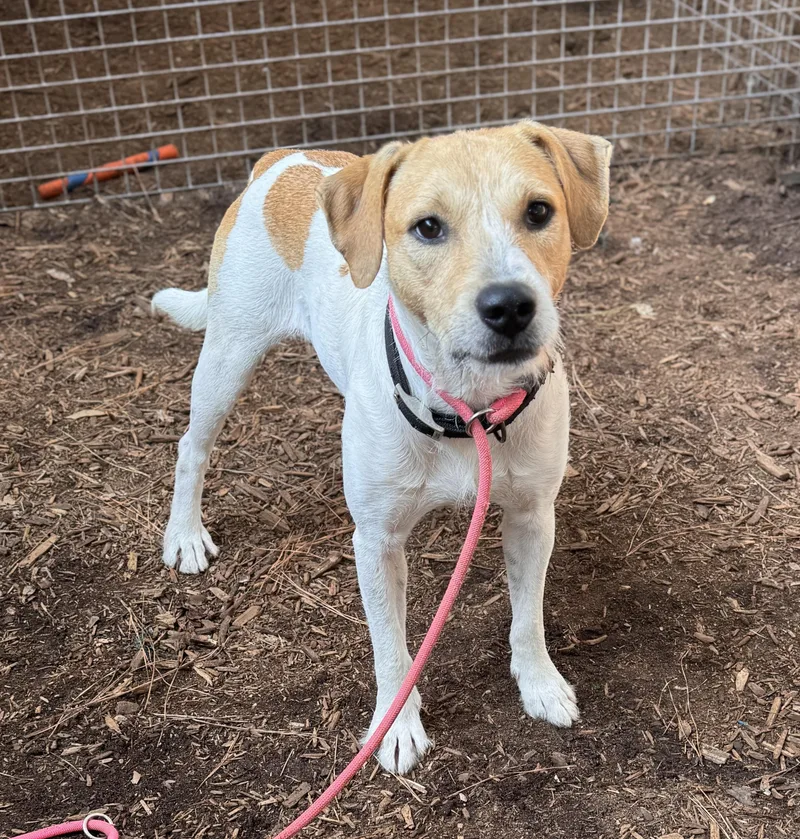 An adult medium-sized male Red / Chestnut / Orange Border Terrier dog named Keifer for adoption in Pawleys Island, SC