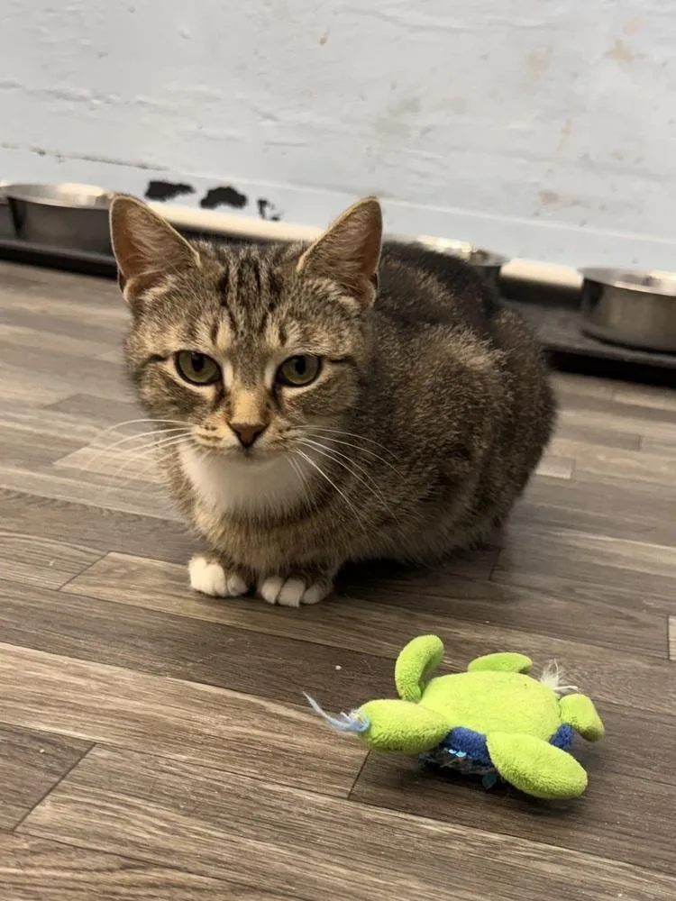 An adult medium-sized female Domestic Short Hair cat named Ziva for adoption in West Mifflin, PA