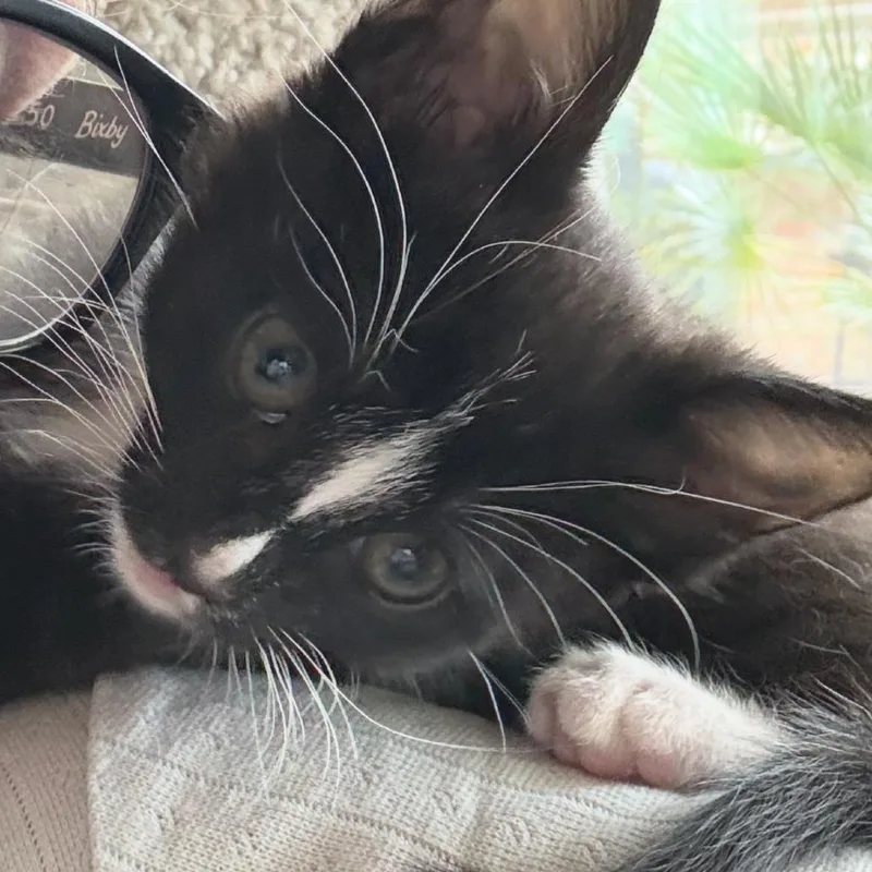 A baby small-sized male Black Domestic Short Hair cat named Dexter for adoption in San Pedro, CA