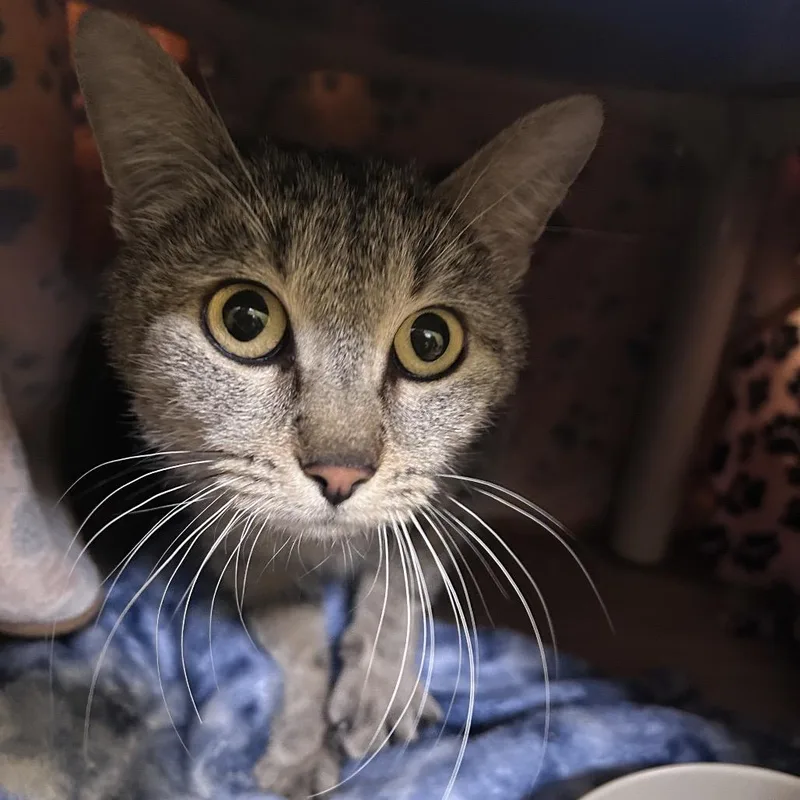 An adult medium-sized female Gray / Blue / Silver Domestic Short Hair cat named Fish for adoption in Bedford, NH