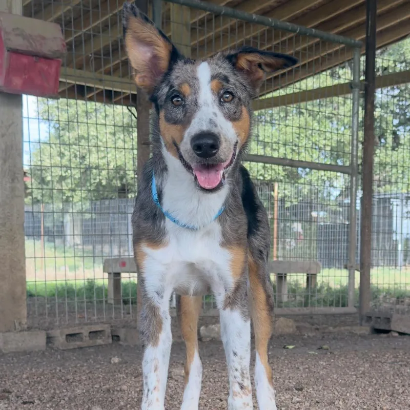 A young medium-sized male Gray / Blue / Silver Mixed Breed dog named River for adoption in Leander, TX