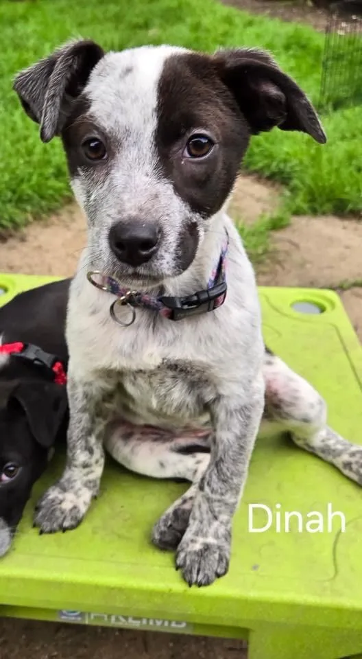 A baby extra large-sized female Cattle Dog dog named Dinah for adoption in North Syracuse, NY