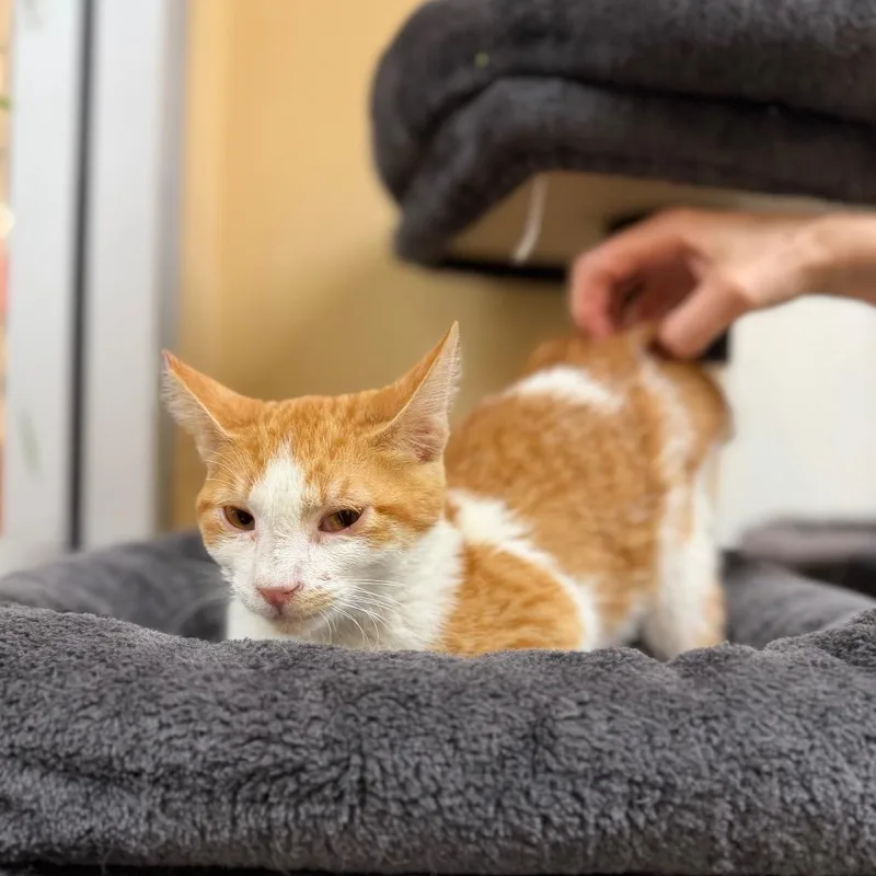 A baby small-sized male Orange / Red Domestic Short Hair cat named Chipmunk for adoption in Las Vegas, NV