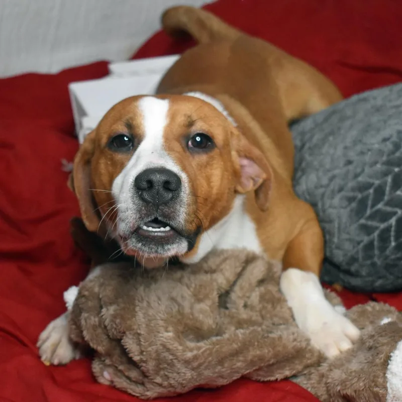 An adult medium-sized male Hound dog named Gremlin for adoption in Monroe, LA