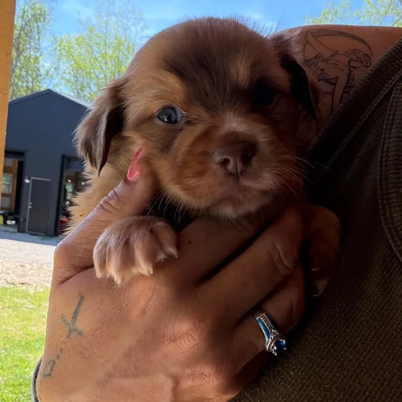 A baby small-sized male Yellow / Tan / Blond / Fawn Chihuahua dog named Nugget for adoption in Duck River, TN