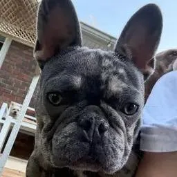 A young small-sized male Gray / Blue / Silver French Bulldog dog named Walter for adoption in Winder, GA