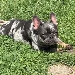 Walter thumbnail 3