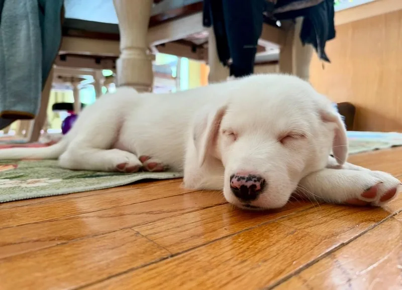 A baby large-sized male White / Cream Australian Shepherd dog named Queso for adoption in LEMONT, IL