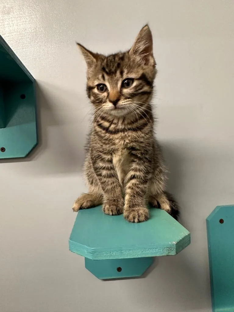 A baby small-sized male Domestic Short Hair cat named Huey for adoption in Sidney, NY