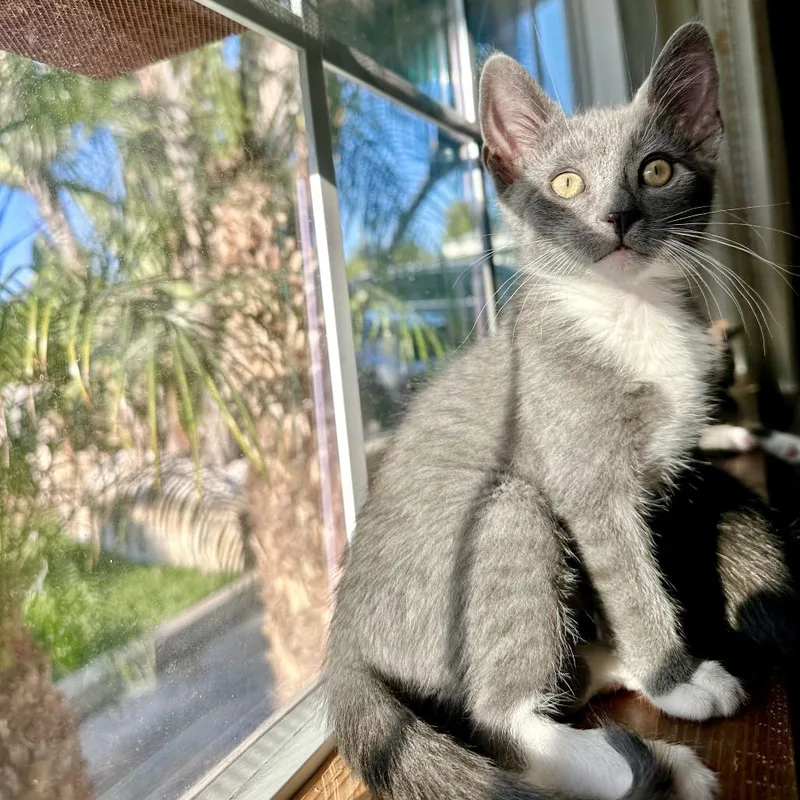 A baby small-sized male Gray / Blue / Silver Domestic Short Hair cat named Peeta for adoption in Tustin, CA