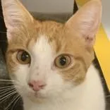 Louie