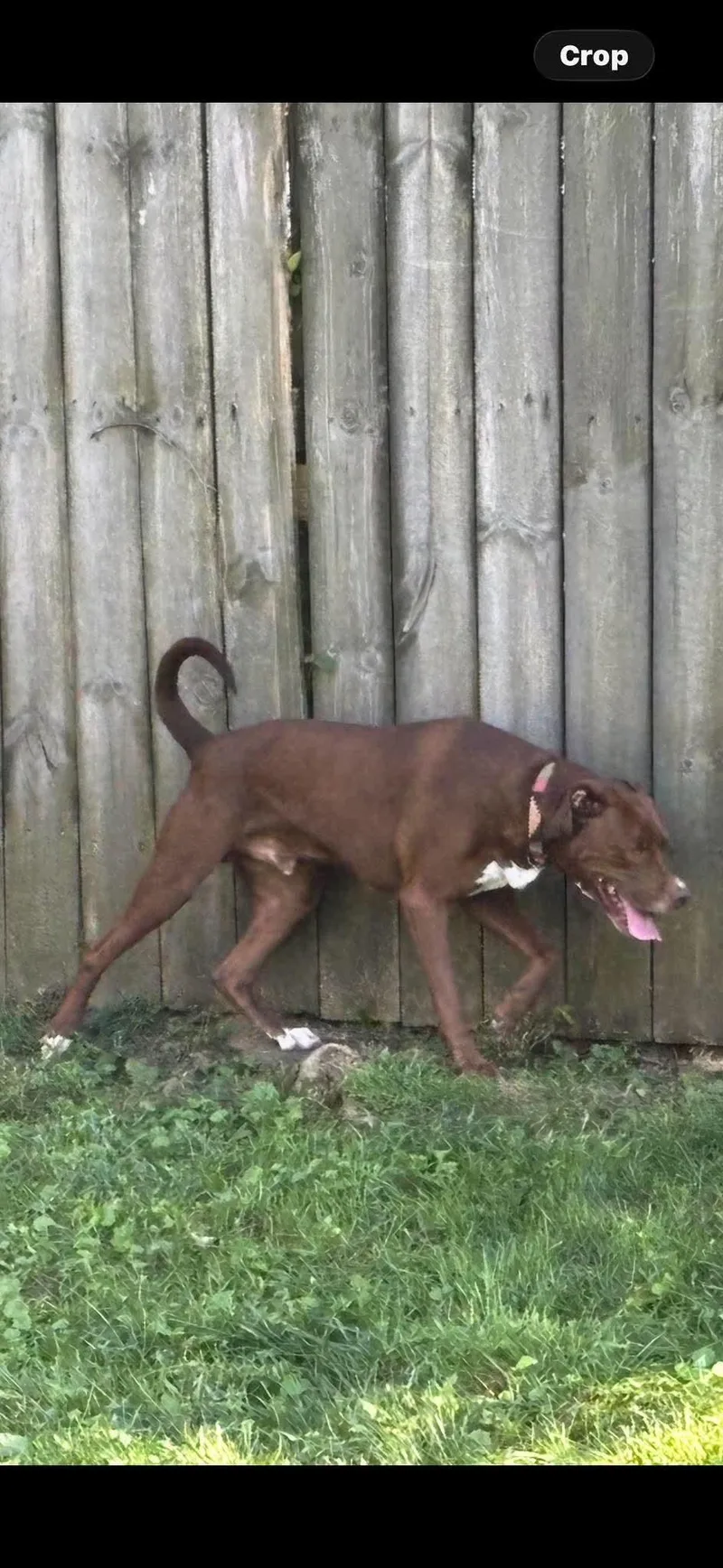 An adult medium-sized male Terrier dog named Chaos for adoption in Dayton, OH