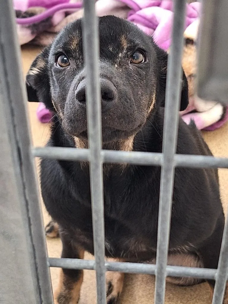 A baby small-sized female Mixed Breed dog named Bisque for adoption in Grand Forks, ND