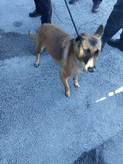 An adult large-sized female Belgian Shepherd / Malinois dog named Sasha for adoption in Fort Lauderdale, FL