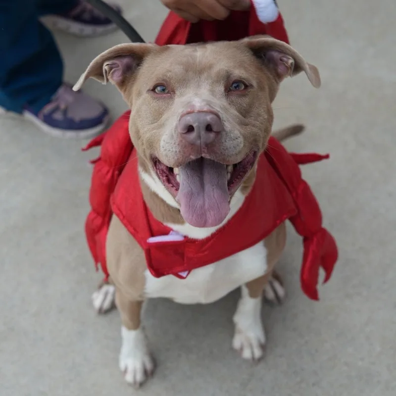 An adult medium-sized female Brown / Chocolate Pit Bull Terrier dog named Diamond for adoption in Stafford, VA