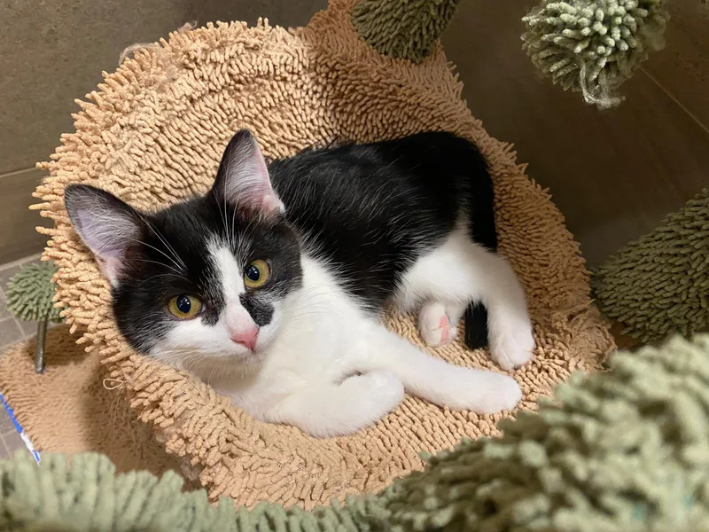 A baby large-sized male Tabby (Brown / Chocolate) Domestic Short Hair cat named Scooter and Peppermint Patty for adoption in Seattle, WA