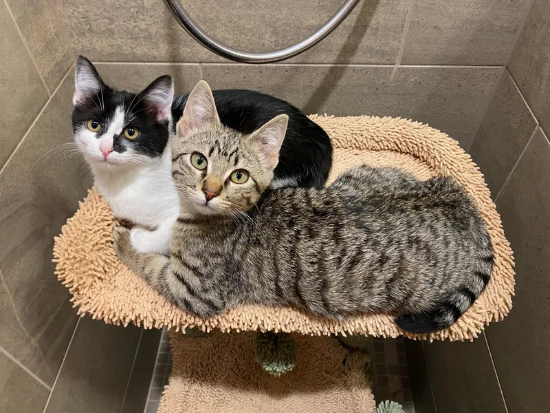 Scooter and Peppermint Patty thumbnail 3