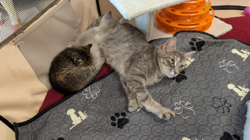 An adult small-sized female Domestic Short Hair cat named Masala for adoption in Brandon, FL