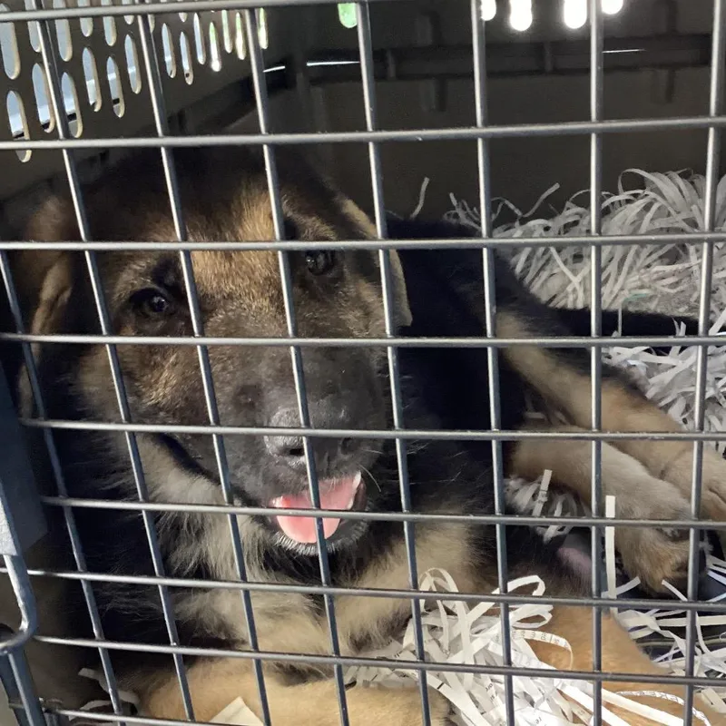 A baby small-sized female Black Shepherd dog named Miss Ma'am for adoption in Montgomery, AL