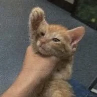 An adult small-sized male Orange / Red Domestic Short Hair cat named Arlo for adoption in Brevard, NC