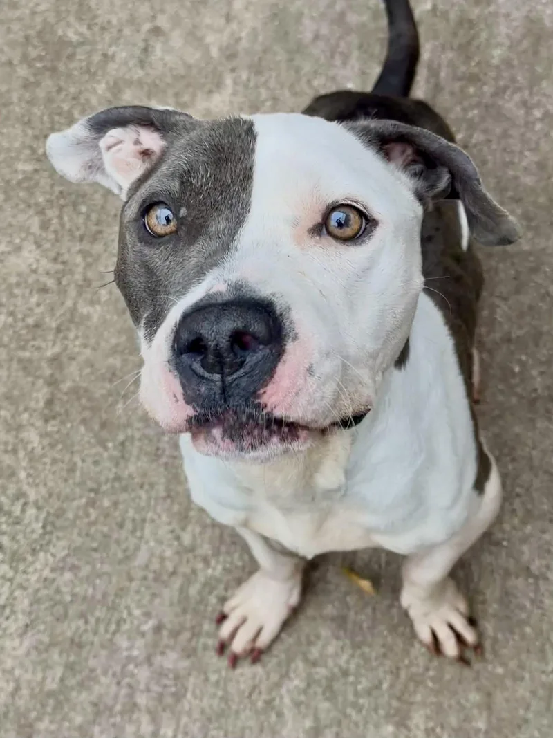 An adult medium-sized female Gray / Blue / Silver Pit Bull Terrier dog named Pedicure for adoption in Chicago, IL