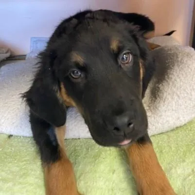 A baby large-sized male Red / Chestnut / Orange Hound dog named Gumble for adoption in Eaton, OH