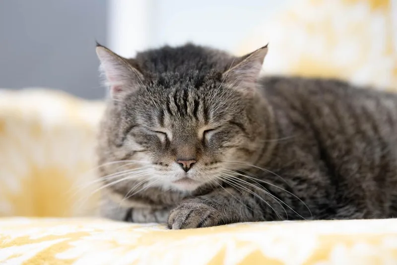 Penelope thumbnail 2