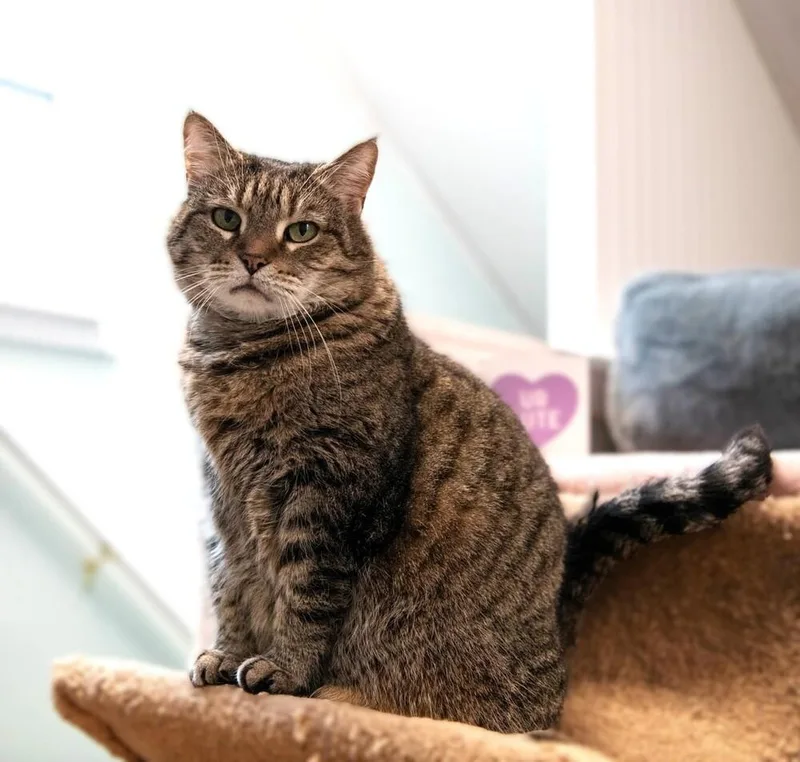 Penelope thumbnail 3