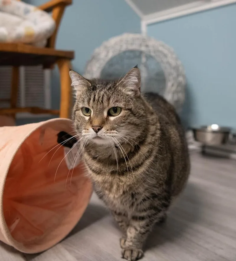 Penelope thumbnail 4