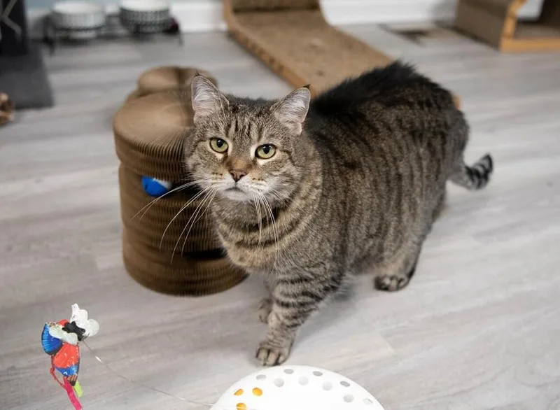 Penelope thumbnail 5